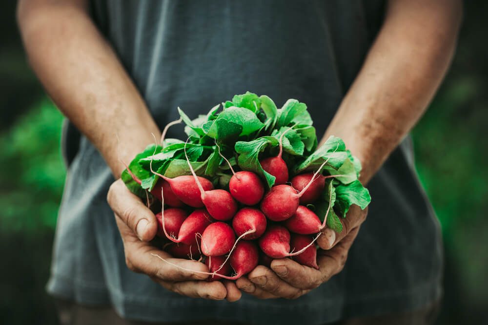 Certificate in Food Gardening Level 3