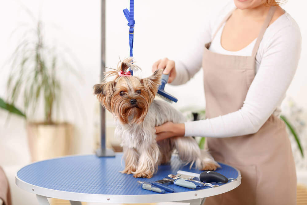 Advanced Diploma in Dog Grooming Techniques at QLS Level 3