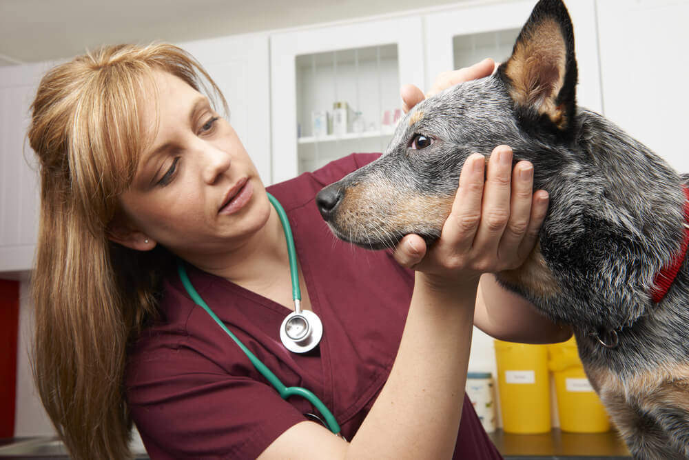 Advanced Diploma in Veterinary Support Assistant - Level 3