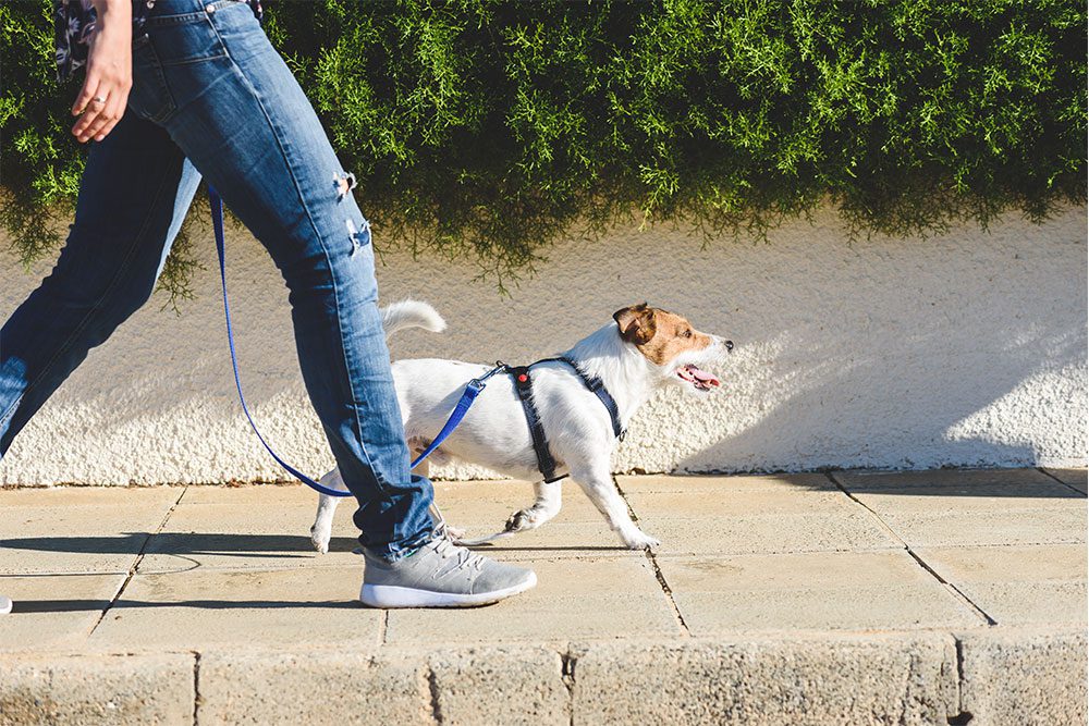 Dog Leash Training – Level 3