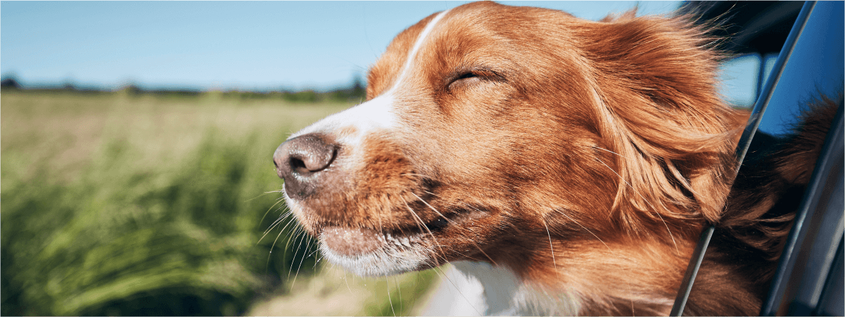 dog looking out of car window